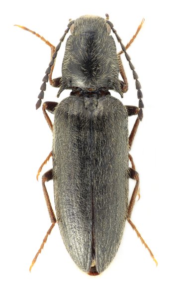 Liotrichus kalabi