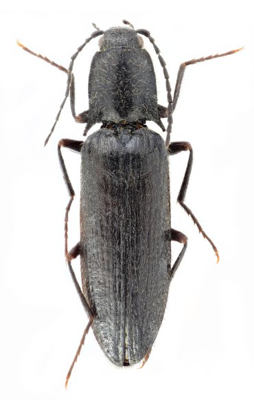 Liotrichus kucerai