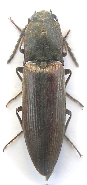 Liotrichus ligneus