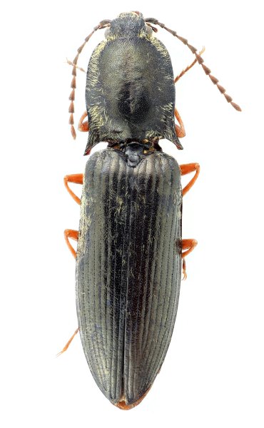Liotrichus maleki