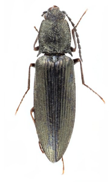 Liotrichus opacicollis