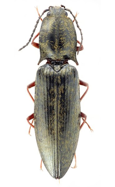 Liotrichus schimmeli