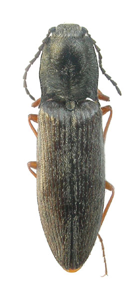 Liotrichus selectus