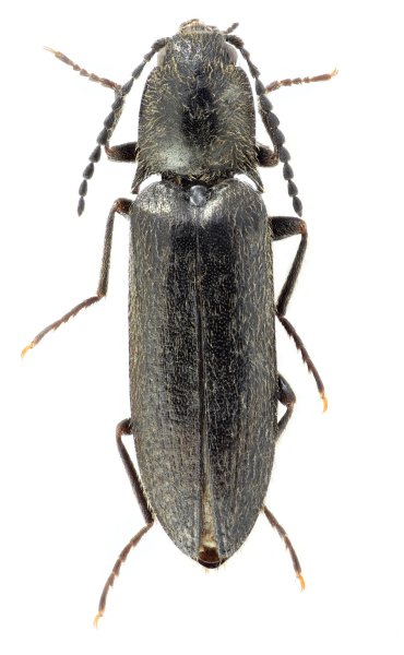 Liotrichus tibetanus