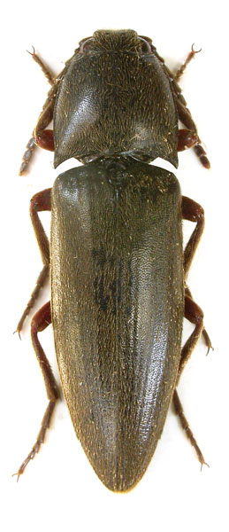 Ludigenus politus