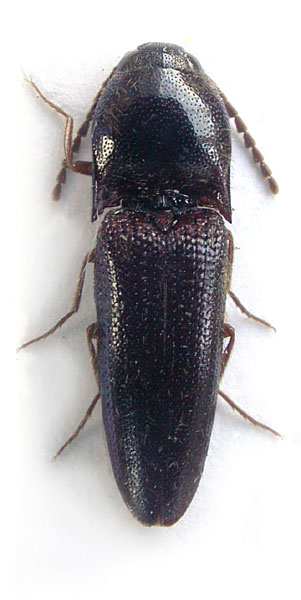 Martiniana carinata