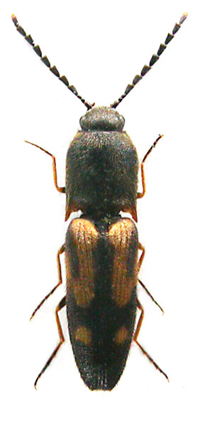 Megapenthes dajuensis