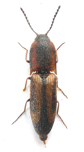 Megapenthes dongchuanensis