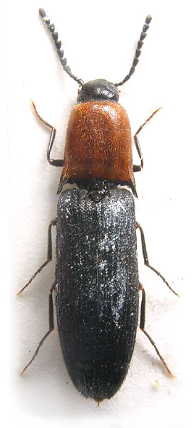Megapenthes holzschuhi