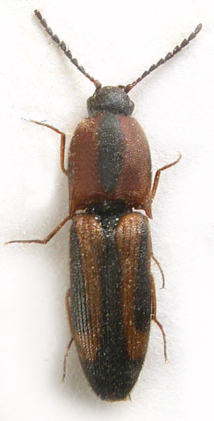 Megapenthes jizuensis