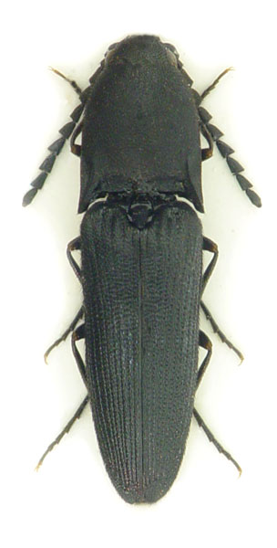 Megapenthes lugens