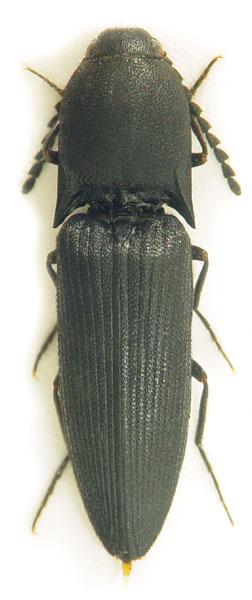 Megapenthes lugens