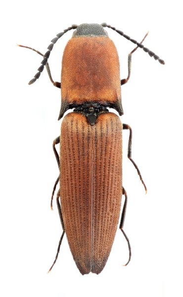 Megapenthes neimongolicus
