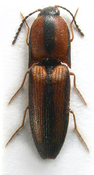 Megapenthes rusticus