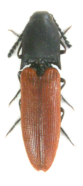 Megapenthes rutilipennis