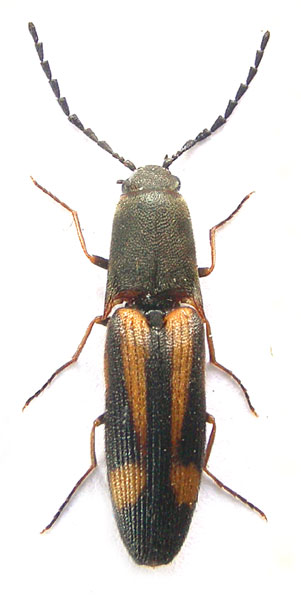 Megapenthes semelai