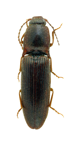 Megathous hispanicus