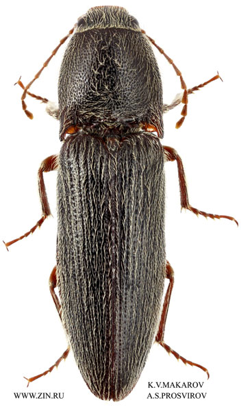 Melanotus acuminatus
