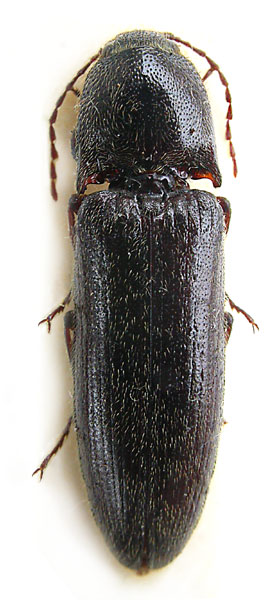 Melanotus adlbaueri