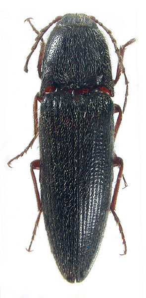 Melanotus admirabilis