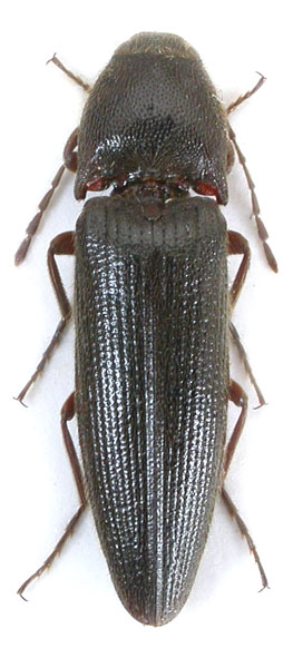 Melanotus aemulus