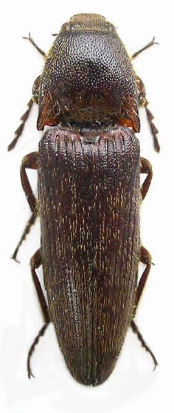 Melanotus auberti