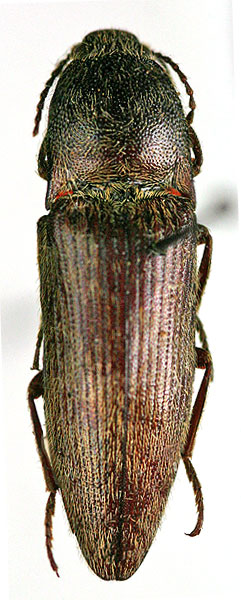 Melanotus auberti