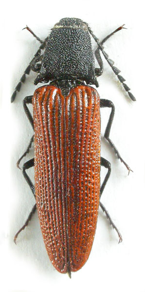 Melanotus augustus