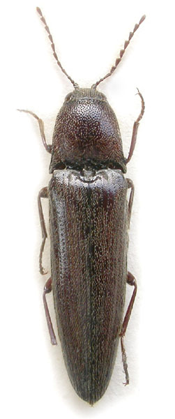 Melanotus ausobskyi