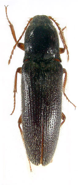 Melanotus badchysicus