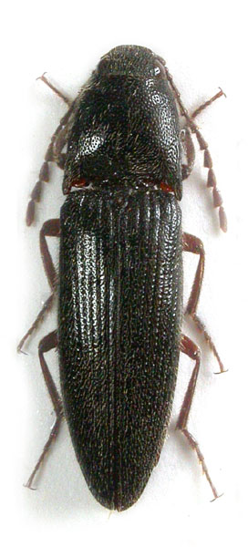 Melanotus bajulus