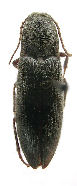 Melanotus barbatus