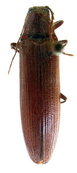 Melanotus beckeri