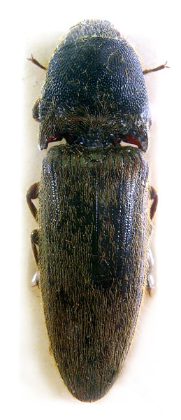 Melanotus bhaktai