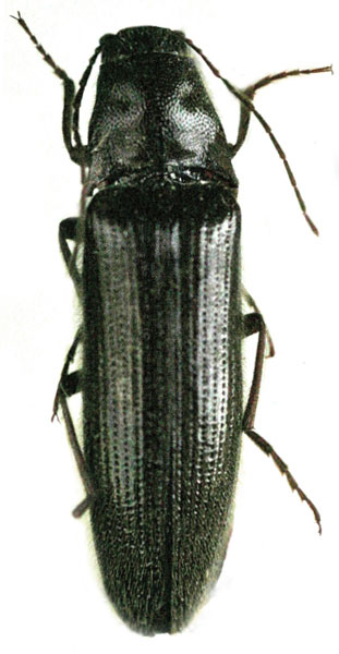 Melanotus bilyi