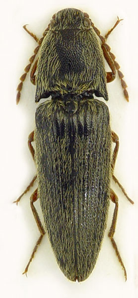 Melanotus binaghii