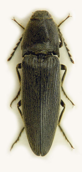 Melanotus brunnipes