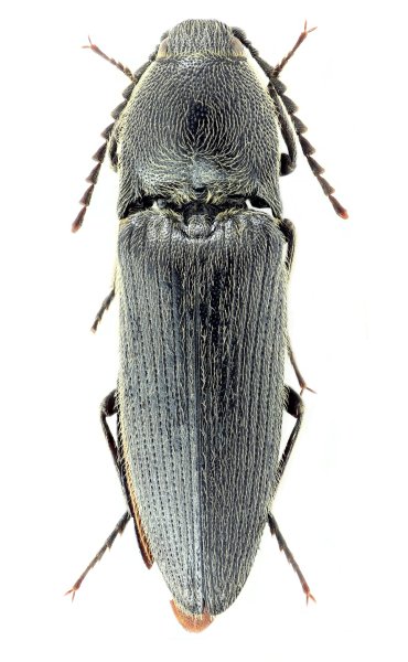 Melanotus brunnipes