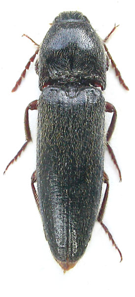 Melanotus burakovskii