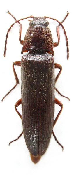 Melanotus businskyi