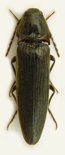 Melanotus castanipes