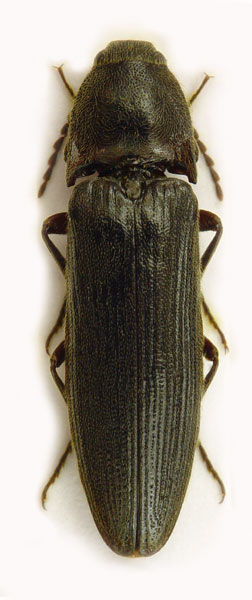 Melanotus castanipes