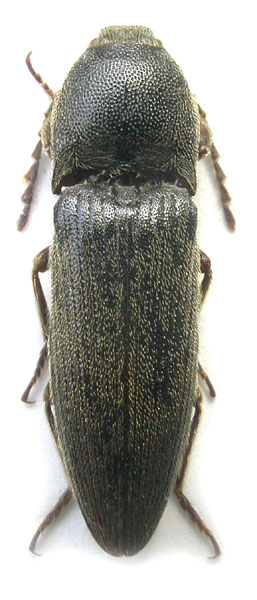 Melanotus cinerascens