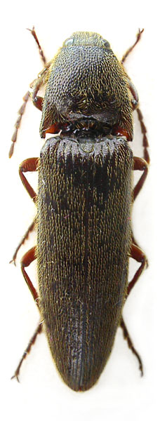 Melanotus coolsi