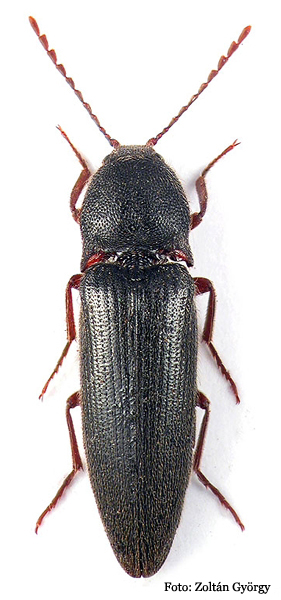 Melanotus crassicollis