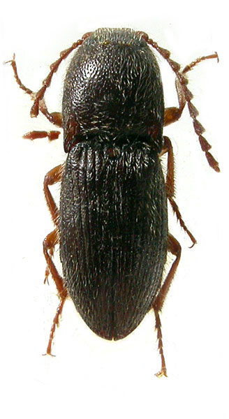 Melanotus danilevskyi