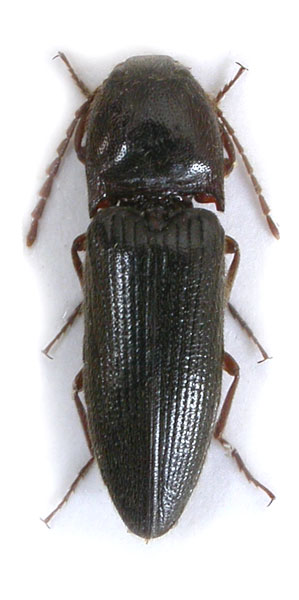 Melanotus dichrous