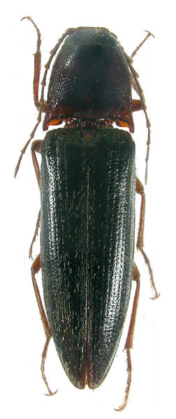 Melanotus dolini