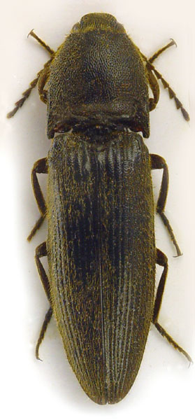 Melanotus dusaneki