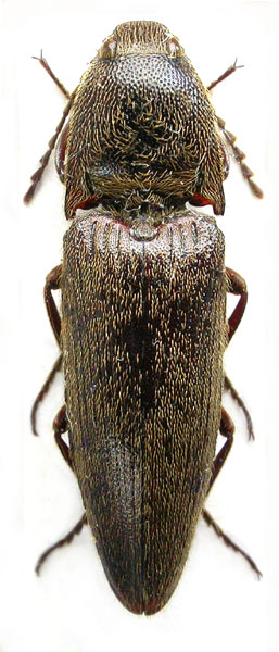 Melanotus ferreroi